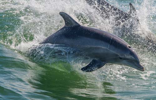 Cape Canaveral Dolphin Tours