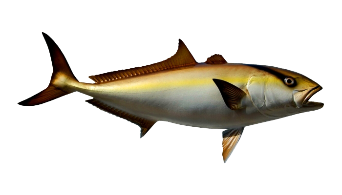 An Amberjack fish - what you might catch on a Cape Canaveral fishing charter.