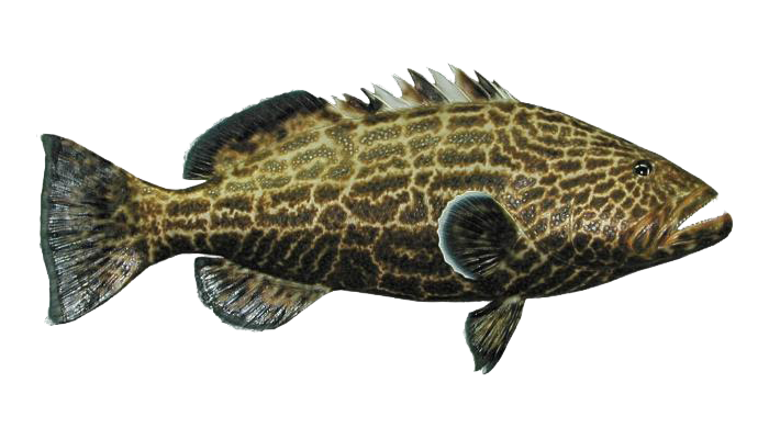 A Black Grouper fish - what you might catch on a Cape Canaveral fishing charter.
