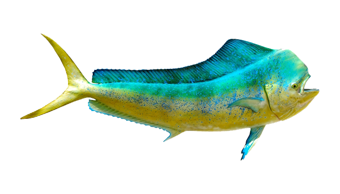 A Bull Dolphin fish - what you might catch on a Cape Canaveral fishing charter.