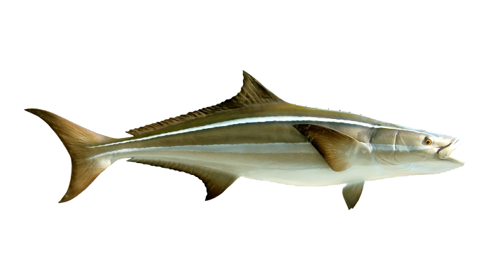 A Cobia fish - what you might catch on a Cape Canaveral fishing charter.