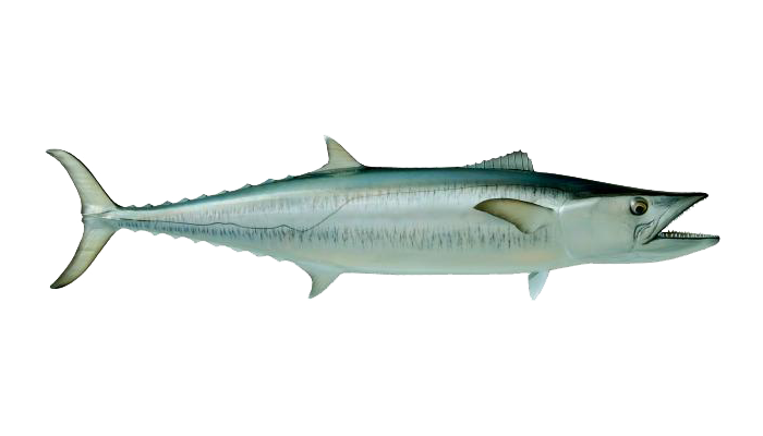 A Kingfish - what you might catch on a Cape Canaveral fishing charter.