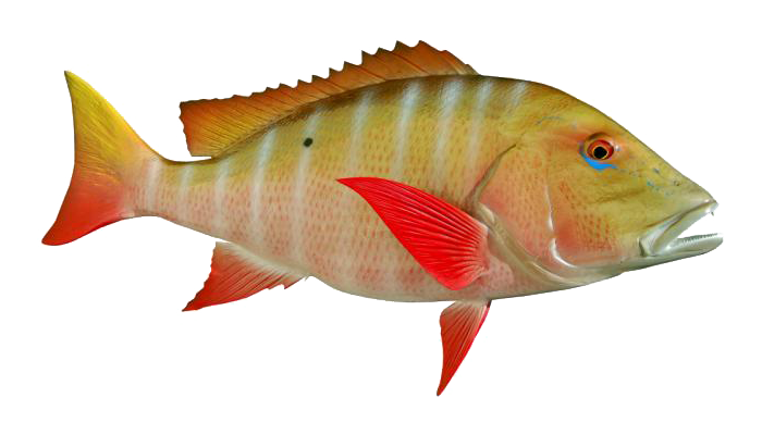 A Mutton Snapper - what you might catch on a Cape Canaveral fishing charter.