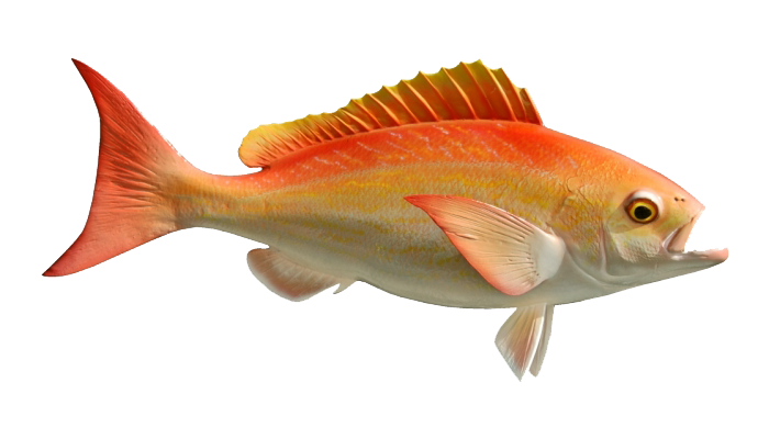A Red Snapper - what you might catch on a Cape Canaveral fishing charter.