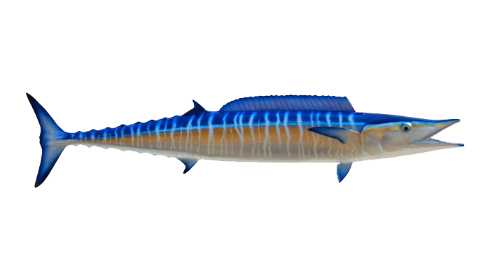 A Wahoo - what you might catch on a Cape Canaveral fishing charter.