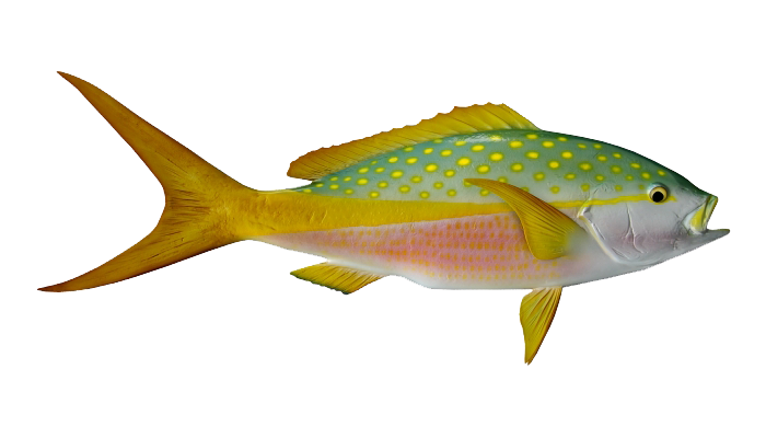 A Yellowtail Snapper - what you might catch on a Cape Canaveral fishing charter.