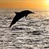 Cape Canaveral Dolphin Tour Gallery Image