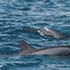 Cape Canaveral Dolphin Tour Gallery Image