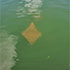 Cape Canaveral Dolphin Tour Gallery Image