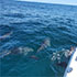 Cape Canaveral Dolphin Tour Gallery Image