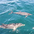Cape Canaveral Dolphin Tour Gallery Image